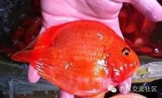 如何判斷財(cái)神鸚鵡魚基因優(yōu)劣，如何判斷財(cái)神鸚鵡魚的基因優(yōu)劣