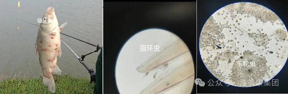 巴西亞魚苗疾病預(yù)防方法，巴西魚苗常見疾病有哪些