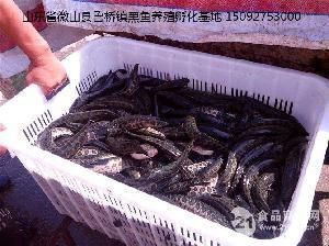 黑鯇魚苗養(yǎng)殖技術(shù)要點(diǎn)，黑鯇魚苗養(yǎng)殖技術(shù) 龍魚百科 第1張