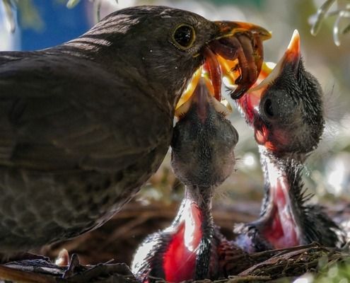 白子銀版魚苗最佳養(yǎng)殖溫度，白子銀版魚苗最佳養(yǎng)殖溫度應(yīng)控制在25-28攝氏度之間