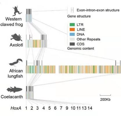 肺魚基因組研究的最新進(jìn)展，美洲肺魚基因組與人類基因組差異，肺魚基因組與人類基因組差異