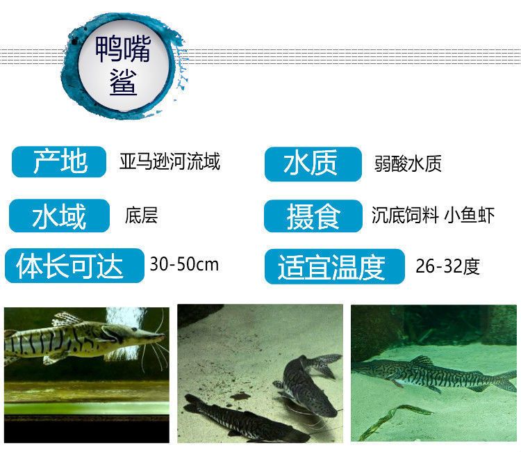 鴨嘴鯊魚(yú)混養(yǎng)適宜水溫范圍，鴨嘴鯊魚(yú)混養(yǎng)注意事項(xiàng)，鴨嘴鯊魚(yú)最佳混養(yǎng)伙伴 龍魚(yú)百科 第5張