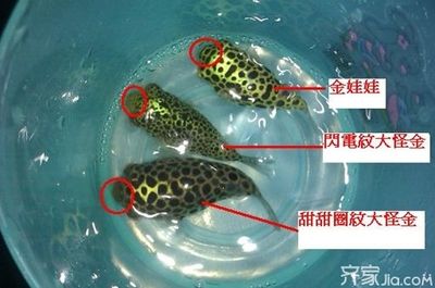 潛水艇魚食物新鮮度要求，潛水艇魚日常護(hù)理要點(diǎn)：潛水艇魚飼料自制方法 龍魚百科 第2張