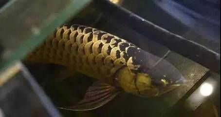 金龍魚成體多大能繁殖 龍魚百科 第3張