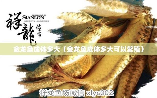 金龍魚成體多大能繁殖 龍魚百科 第2張