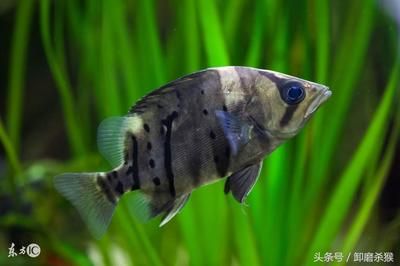 龍魚混養(yǎng)風(fēng)水說法圖解，龍魚混養(yǎng)風(fēng)水布局技巧詳解龍魚混養(yǎng)風(fēng)水?dāng)?shù)字吉數(shù) 龍魚百科 第5張