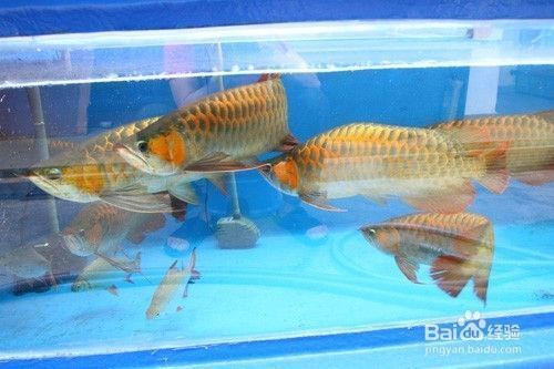 龍魚混養(yǎng)一般要多長時間才不打架？，