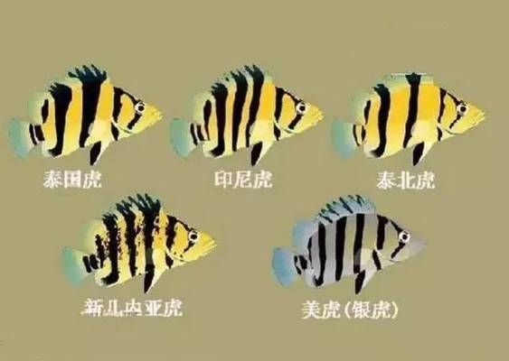 虎魚性格溫和品種，泰國虎魚飼養(yǎng)技巧,虎魚溫和性格影響因素，虎魚品種與性格關系