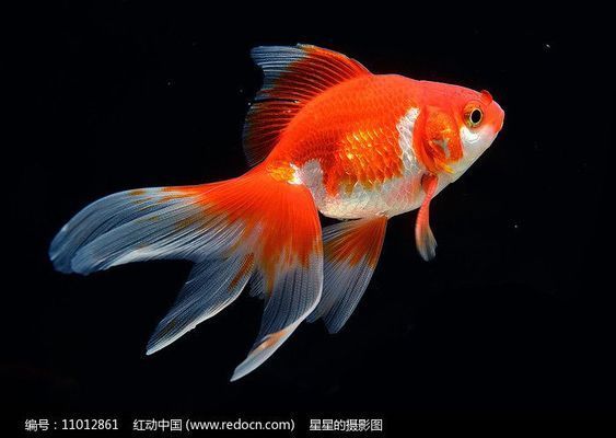 金魚可以跟龍魚一起混養(yǎng)嗎，金魚和龍魚可以混養(yǎng)嗎 龍魚百科 第2張