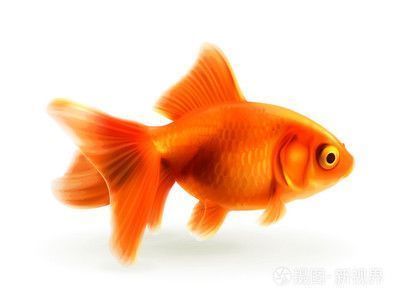 金魚可以跟龍魚一起混養(yǎng)嗎，金魚和龍魚可以混養(yǎng)嗎 龍魚百科 第3張