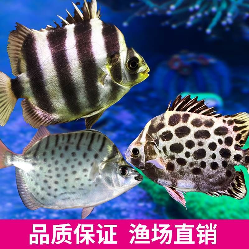 非洲金鼓魚(yú)營(yíng)養(yǎng)價(jià)值詳解，非洲金鼓魚(yú)適宜人群有哪些