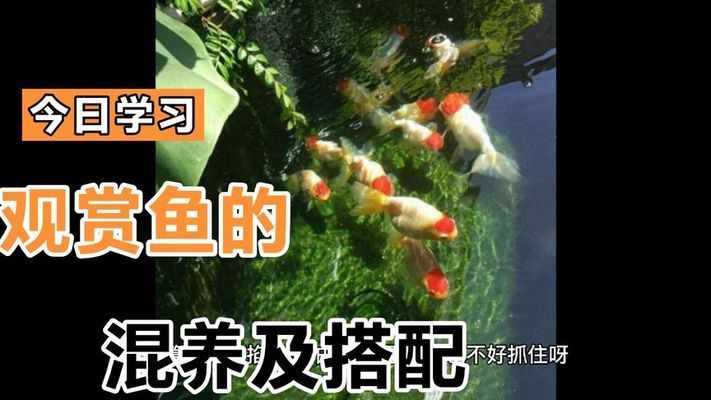 觀賞魚苗種搭配建議，觀賞魚混養(yǎng)水質管理技巧 龍魚百科 第3張