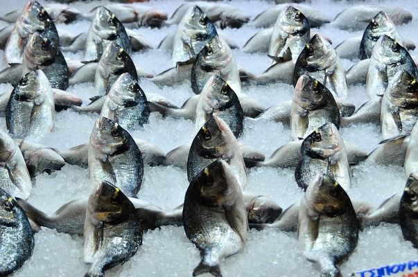 六角龍魚吃什么魚糧，六角龍魚成年后的飲食需求，六角龍魚的飲食需要注意