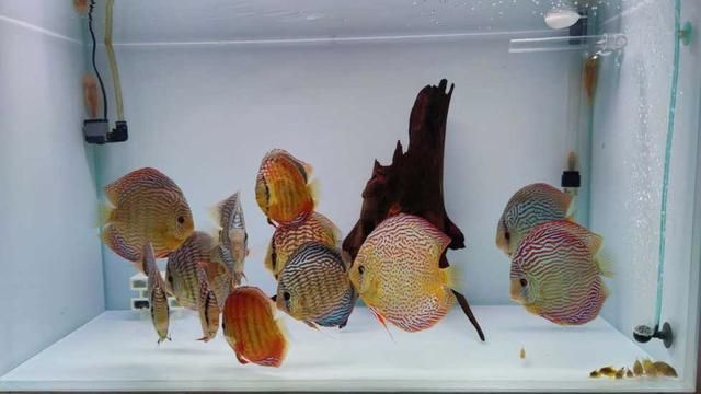 七彩神仙魚繁殖期飼料選擇，七彩神仙魚繁殖期飼料品牌推薦