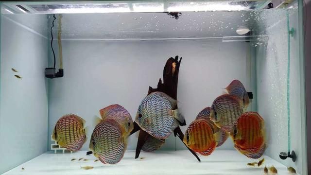 七彩神仙魚繁殖期飼料選擇，七彩神仙魚繁殖期飼料品牌推薦 龍魚百科 第4張