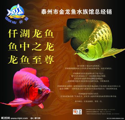 金龍魚雕刻圖，金龍魚雕刻圖片