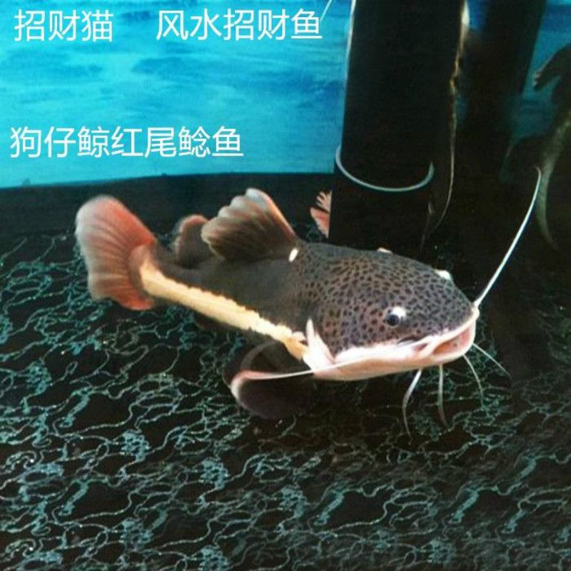 黃金貓魚混養(yǎng)注意事項(xiàng)，黃金貓魚和金魚混養(yǎng)時(shí)需要注意以下幾點(diǎn)：確保兩種魚的體型差異不大