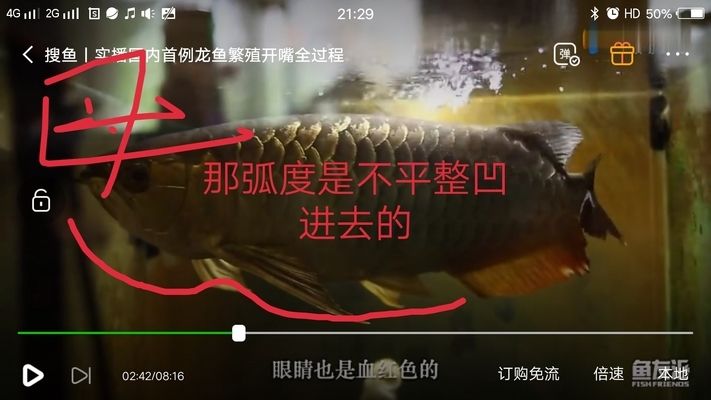 怎么選金龍魚公母圖解，如何分辨金龍魚的公母 龍魚百科 第1張