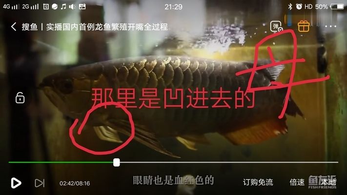 怎么選金龍魚公母圖解，如何分辨金龍魚的公母 龍魚百科 第2張