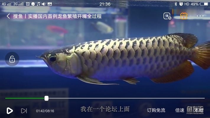 怎么選金龍魚公母圖解，如何分辨金龍魚的公母 龍魚百科 第5張