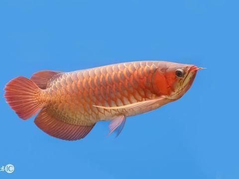 運(yùn)城龍魚交流群微信號碼，運(yùn)城龍魚交流群 水族問答