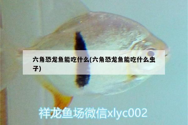 斑馬鴨嘴魚苗繁殖期食物選擇， 龍魚百科 第3張