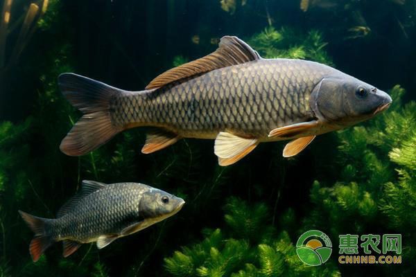 龍魚(yú)缸酸堿度多少，龍魚(yú)缸水質(zhì)檢測(cè)頻率，龍魚(yú)適宜水溫范圍 龍魚(yú)百科 第5張