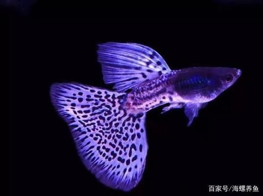 福滿鉆魚繁殖水質管理技巧，關于福滿鉆魚繁殖水質管理的技巧