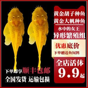 女王大帆魚適宜的飼料選擇， 龍魚百科 第5張