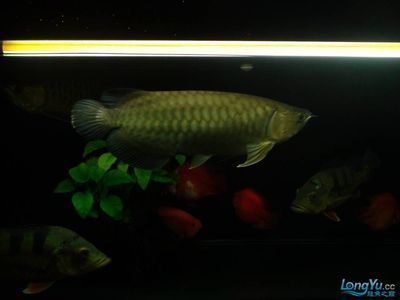 龍魚合適水溫，龍魚水溫調(diào)節(jié)技巧，夏季龍魚降溫方法，冬季龍魚保溫措施