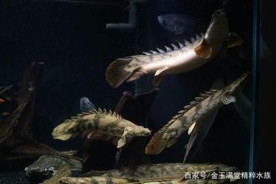 龍魚和恐龍魚適合養(yǎng)在一起嘛，龍魚和恐龍魚是否適合一起養(yǎng)，龍魚和恐龍魚混養(yǎng)的飲食安排 龍魚百科 第4張