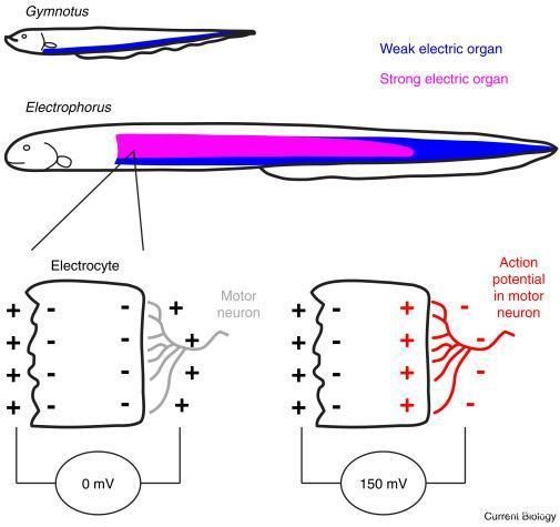 電鰻電場感應(yīng)的生理機制，電鰻電場感應(yīng)與其他生物比較，