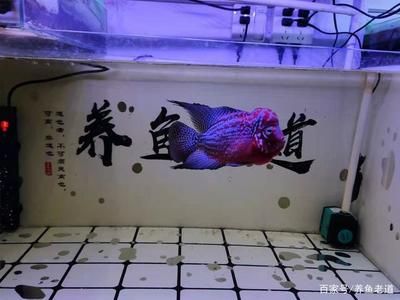 龍魚撞缸蓋是什么原因引起的，如何預(yù)防龍魚撞缸蓋 水族問答