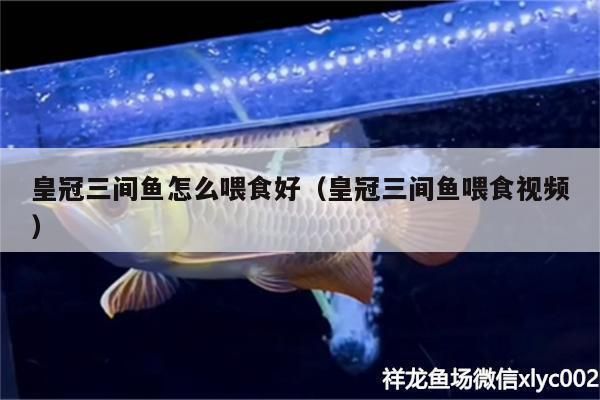 成年金三間魚植物性飼料推薦，成年金三間魚植物性飼料推薦，金魚飼料新鮮度鑒別方法 龍魚百科 第2張