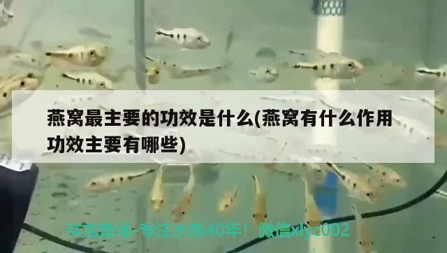 成年金三間魚植物性飼料推薦，成年金三間魚植物性飼料推薦，金魚飼料新鮮度鑒別方法 龍魚百科 第4張