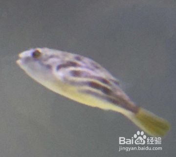 狗頭魚適宜水溫范圍，