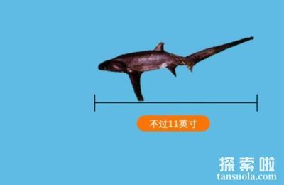 龍魚和鯊魚，龍魚與鯊魚可以混養(yǎng)嗎 龍魚百科 第5張