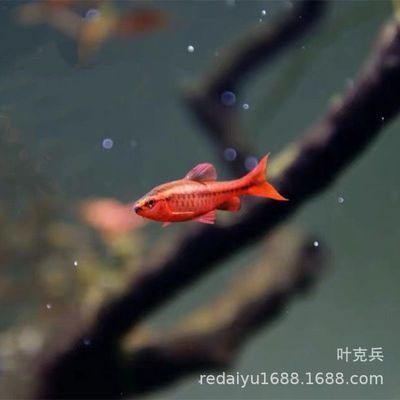 和尚魚繁殖成功案例分享，和尚魚的繁殖成功案例分享 龍魚百科 第3張