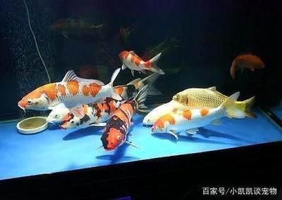 龍魚(yú)可以和普通金魚(yú)一起養(yǎng)嗎，