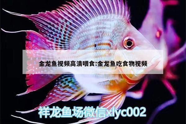 綠皮皇冠豹魚自制飼料配方，綠皮皇冠豹魚的自制飼料配方 龍魚百科 第3張