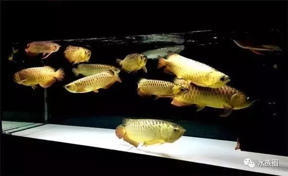 龍魚可以和其他魚混養(yǎng)嗎，如何選擇混養(yǎng)龍魚的伙伴 龍魚百科 第4張