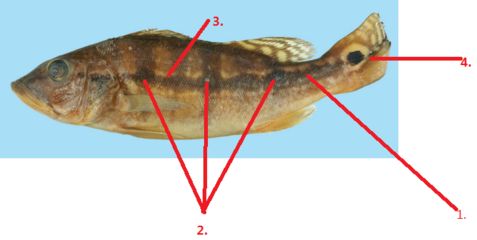 藍(lán)帆三間魚水溫調(diào)節(jié)技巧，