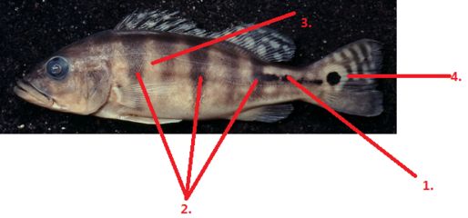 藍(lán)帆三間魚水溫調(diào)節(jié)技巧，