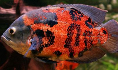 龍魚(yú)和刀魚(yú)有什么區(qū)別呢，如何區(qū)分野生龍魚(yú)和養(yǎng)殖龍魚(yú) 龍魚(yú)百科 第4張