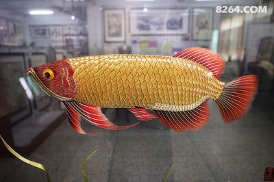 金龍魚金線，如何判斷金龍魚頭上的金線是否為真品？ 龍魚百科 第3張