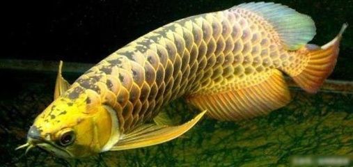 金龍魚為何大漲了，金龍魚股價(jià)上漲的原因 龍魚百科 第3張