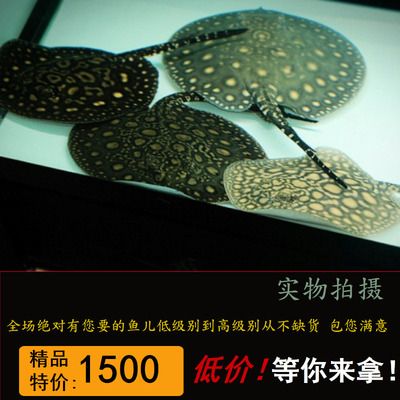 黑金魟魚飼料選擇指南，黑金魟魚飼料選擇指南, 龍魚百科 第4張