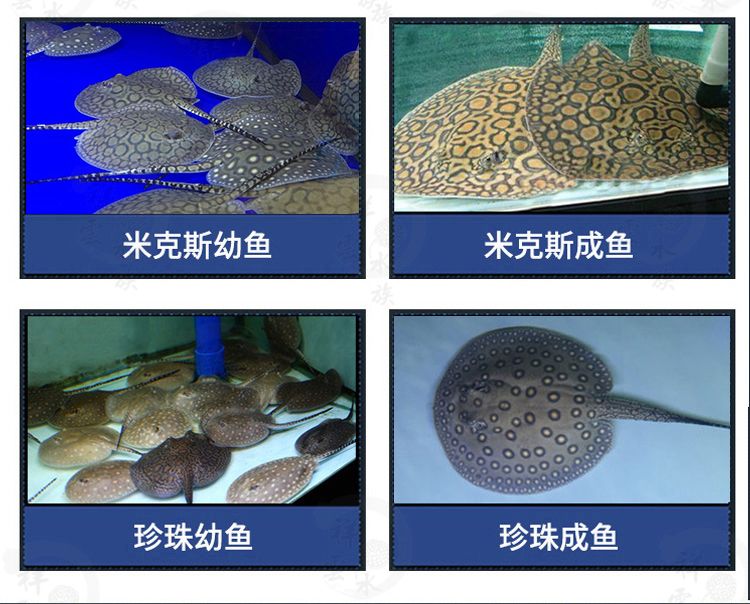 黑金魟魚飼料選擇指南，黑金魟魚飼料選擇指南, 龍魚百科 第3張