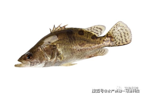 大日玉鯖魚常見疾病預(yù)防，大日玉鯖魚常見疾病預(yù)防措施 龍魚百科 第2張