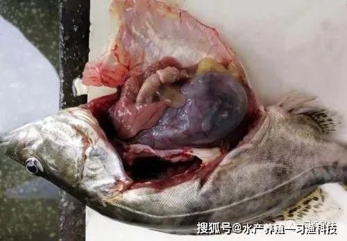 大日玉鯖魚常見疾病預(yù)防，大日玉鯖魚常見疾病預(yù)防措施 龍魚百科 第3張